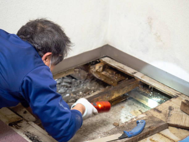 Best Professional Mold Removal  in Sauk City, WI
