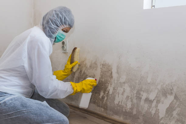 Best Black Mold Removal  in Sauk City, WI