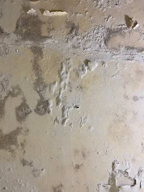 Best Toxic Mold Removal  in Sauk City, WI
