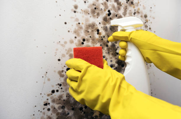 Best Fast Mold Removal  in Sauk City, WI