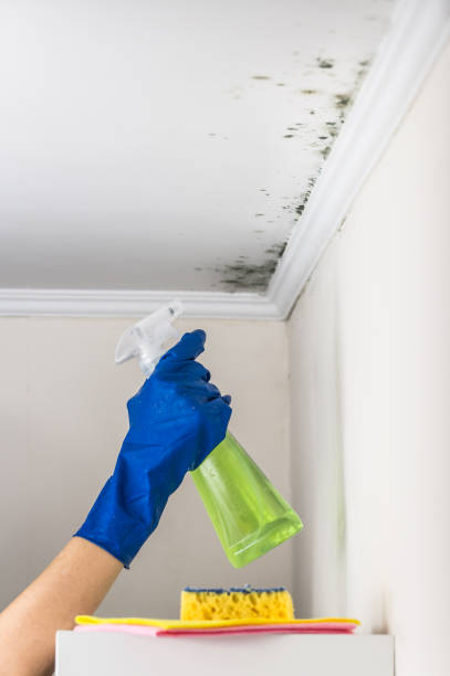 Best Certified Mold Removal  in Sauk City, WI